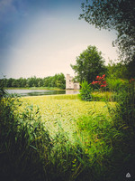 Oakfield Demense  with water lilies