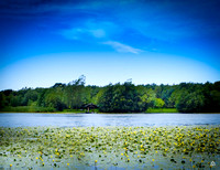 yellow lily lake